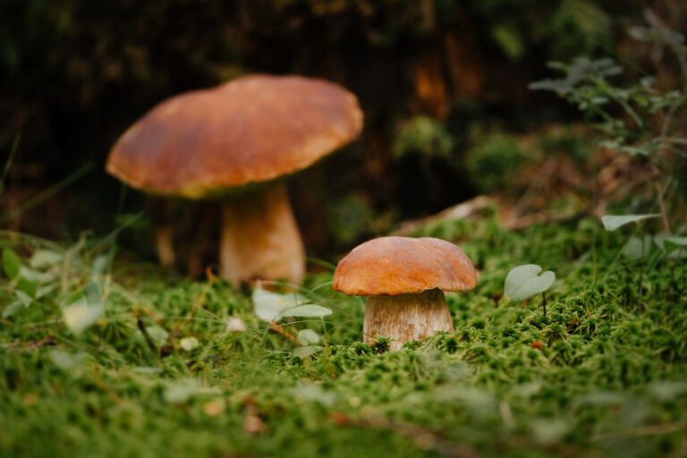 Cómo Mejorar el Estrés con Soluciones Naturales: Guía LEONA para un Bienestar Profundo