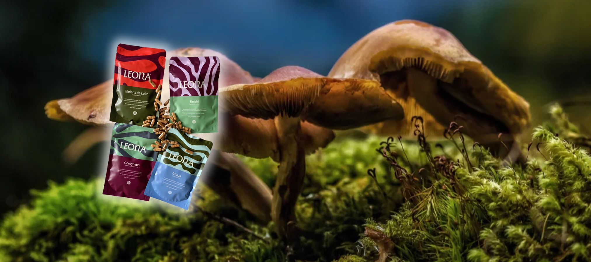 Hongos para el bienestar del cuerpo y la mente